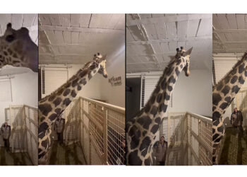 BENITO ya está en Africam Safari