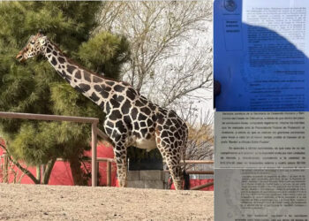 Salida de Benito de Chihuahua sólo si es a Africam Safari de Puebla