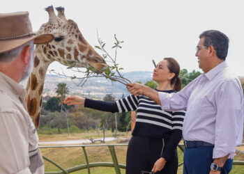 Puebla da bienvenida a jirafa «Benito»; gobierno estatal respalda causas animalistas, destaca Sergio Salomón