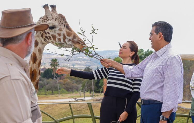 Puebla da bienvenida a jirafa «Benito»; gobierno estatal respalda causas animalistas, destaca Sergio Salomón
