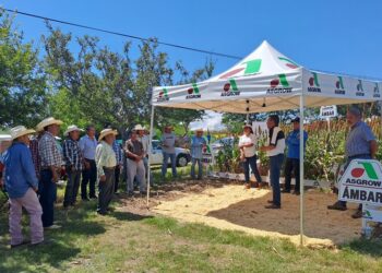 Presenta gobierno estatal rendimiento de producción de sorgo 2023