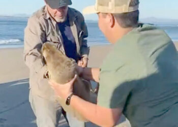 Bajo observación veterinaria «lobita marina“ rescatada en playas de Navolato
