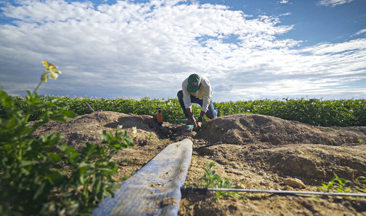 Maíz sustentable: la apuesta de PepsiCo por el campo mexicano