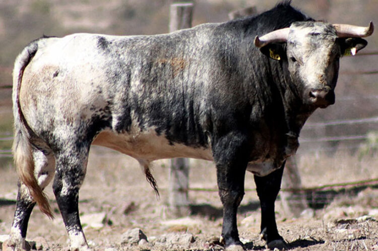 Los Toros de Reyes Huerta y Marrón para la Despedida de Pablo Hermoso en Tezontepec