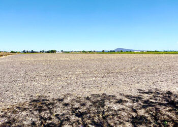 Debe México fortalecer ciencia, especialización y tecnificación al campo en momentos de crisis: UMFFAAC