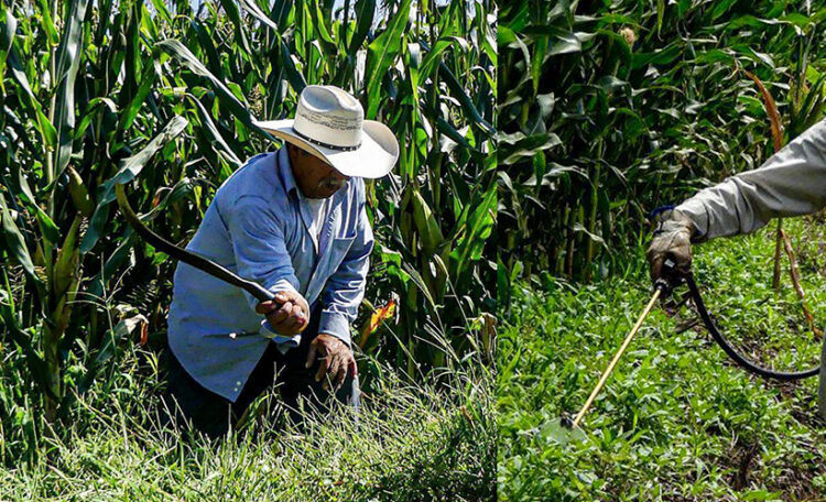 Permanece incertidumbre en el campo por decreto que prohibirá el glifosato: UMFFAAC