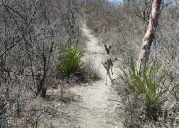 Protección Civil de Tepexi de Rodríguez rescata a venado cola blanca atrapado en domicilio de Zacapala