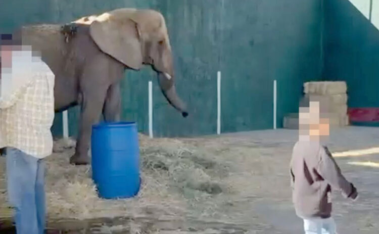 Negligencia de la SEMARNAT pone en riesgo a la elefanta Annie