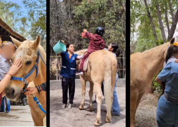 Niños y niñas reciben atención con equinoterapia y caninoterapia
