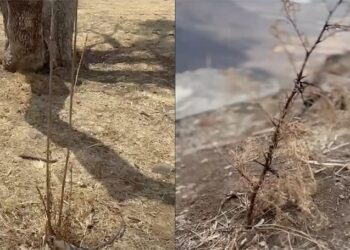 Se le secan las plantas a Violeta Becerril… solo eran para la foto en redes 