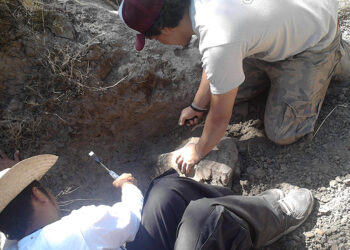 Laboratorio de Paleobiología de la BUAP: estudia el origen, la evolución y extinción de la flora y fauna de México