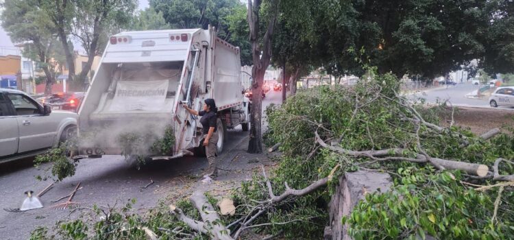 Ayuntamiento atiende árboles derribados por los fuertes vientos
