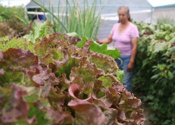 Alcanza Bienestar cobertura estatal a través del Programa Integral Alimentario 2024