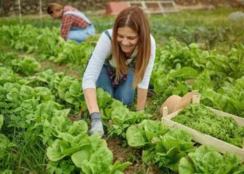 Agricultura regenerativa, el futuro de la nutrición
