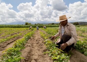 Garantiza nombramiento de Julio Berdegué en la SADER avance en seguridad alimentaria: UMFFAAC