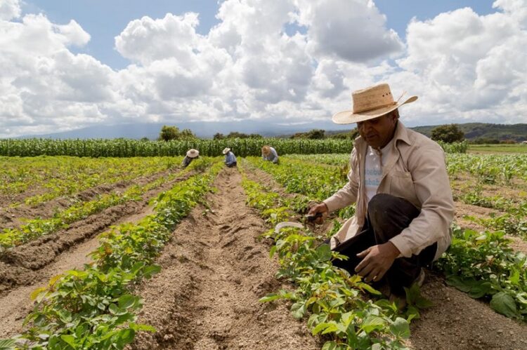 Garantiza nombramiento de Julio Berdegué en la SADER avance en seguridad alimentaria: UMFFAAC