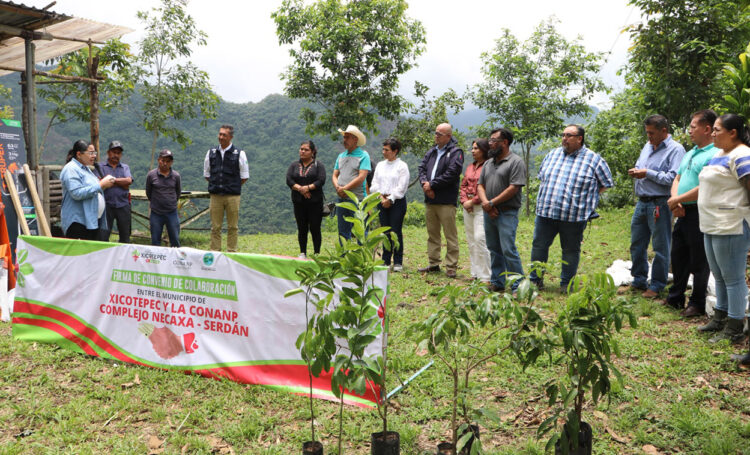 Dispone gobierno estatal 50 mil árboles para la Sierra Norte