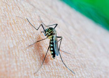 Acumula Puebla mil 233 casos de dengue en 2024: Salud