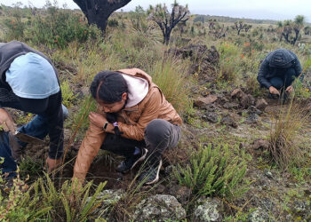 Iberdrola México planta 2.000 árboles en Puebla en una jornada de reforestación