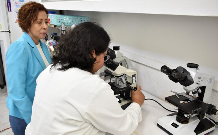 Extractos de pápalo y pipicha inhiben crecimiento de bacterias patógenas