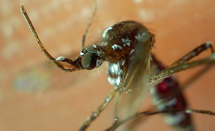 Concentran cinco municipios el 57.3% de casos de dengue en el estado: Salud