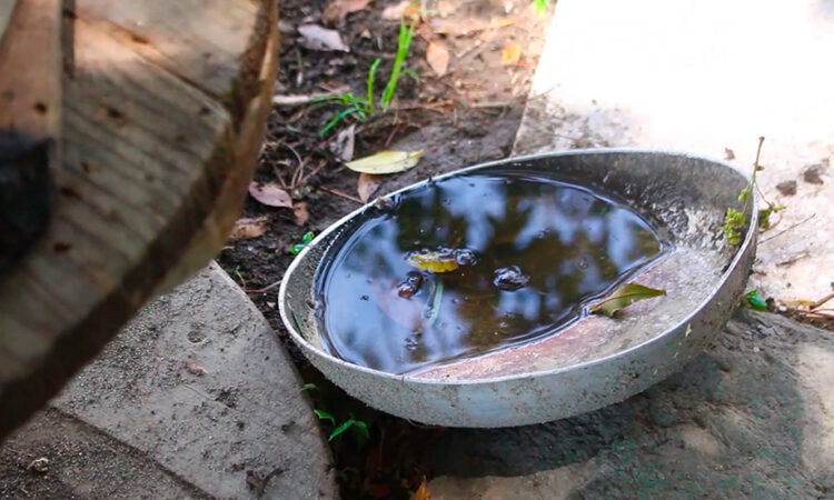 Reporta Salud 20 personas hospitalizadas por dengue