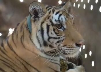 “Tita” está a salvo: tigre de bengala es atendido por veterinarios especialistas