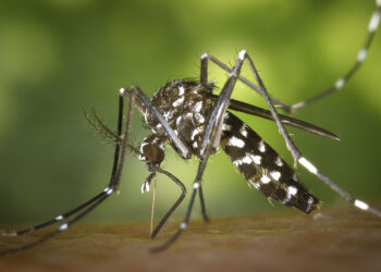 En Puebla, seis personas hospitalizadas por dengue