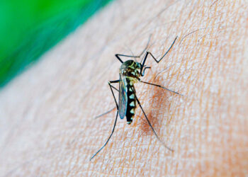 Reporta Salud 51 personas hospitalizadas por dengue