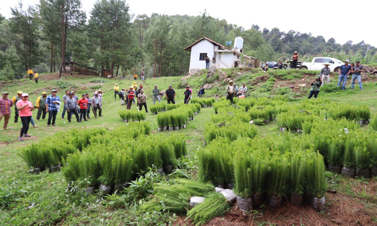 Entrega gobierno estatal 7 millones de plantas y árboles para reforestar