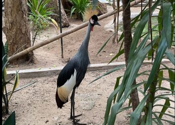 Zoológico de Culiacán lanza el programa de conservación «Embajadores de la Biodiversidad»
