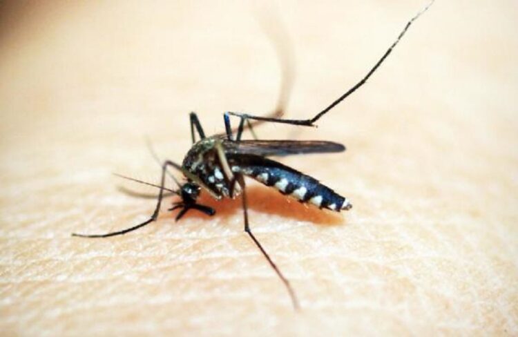 Reporta Salud 12 casos de dengue en últimas 24 horas