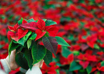La Flor de nochebuena más que un símbolo, es una tradición