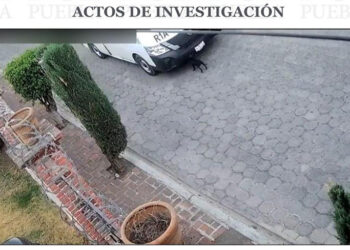 Vinculado a proceso por causar la muerte a una perrita en Atlixco