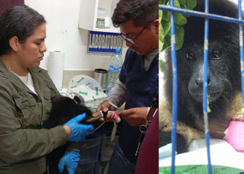 Presenta AZCARM denuncia por amputación negligente de mono saraguato. responsabiliza a la CFE de muerte masiva de fauna silvestre