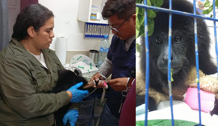 Presenta AZCARM denuncia por amputación negligente de mono saraguato. responsabiliza a la CFE de muerte masiva de fauna silvestre