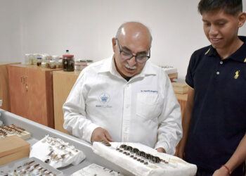 ICUAP posee la colección de insectos más grande de Puebla