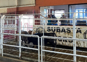 Crisis ganadera pone en jaque a productores pecuarios por desplome de precios: Nexusagronegocios