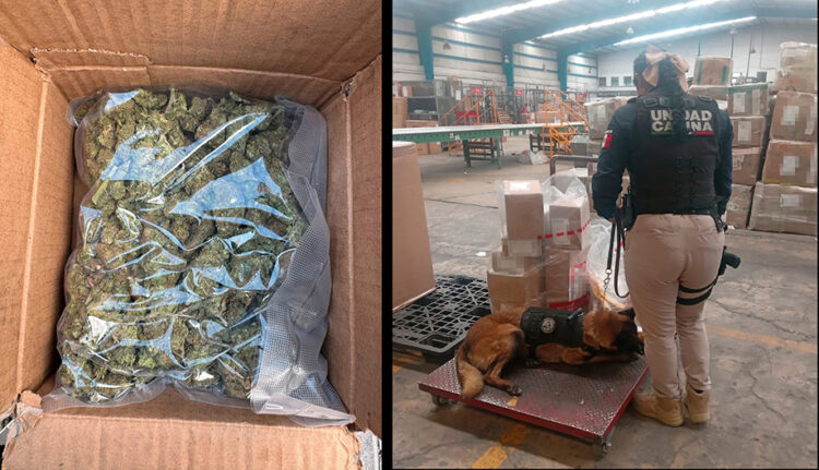 La SSC asegura más de 16 kilogramos de narcóticos en una empresa de paquetería