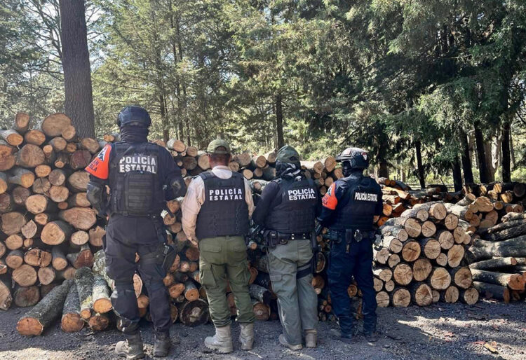 Puebla y Tlaxcala aseguran más de 200 troncos de madera ilegal en La Malinche