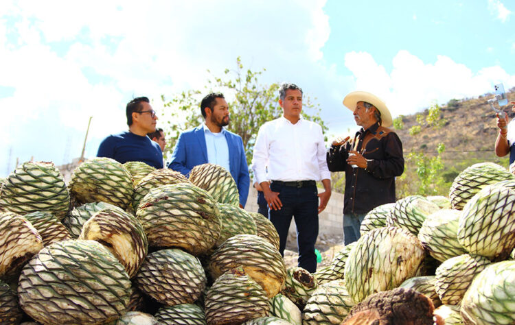 Impulsa Gobierno de la Ciudad tradición mezcalera con asesoría a productores
