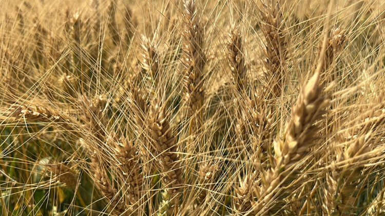 Desencadenarán aranceles agroalimentarios recesión en el campo