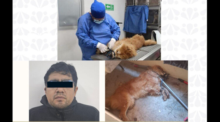Obtuvo FGE la vinculación a proceso de probable responsable de crueldad animal en la ciudad de Puebla