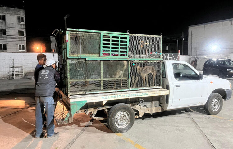 Resguardo de siete caninos en San Pedro Cholula