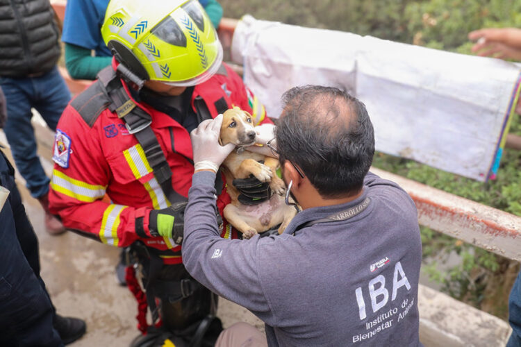 Bienestar animal y autoridades municipales rescatan canino atrapado en barranca