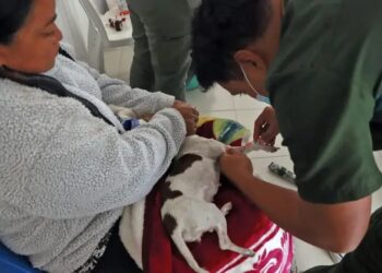 En junio continuarán jornadas de esterilización en Cuautlancingo