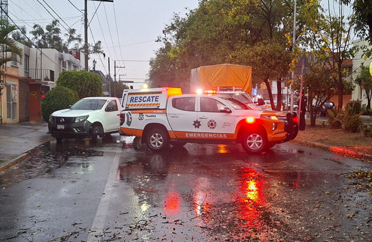 Atiende Protección Civil caída de árbol en San Manuel