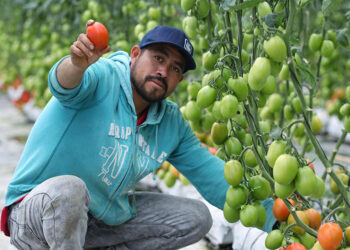 Avanzan trabajos para instalar CITRAA de transformación de jitomate en Aquixtla
