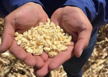 Productores de maíz en crisis por caída de precios y avalancha de importaciones