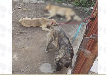 Rescata la FGE a cuatro caninos víctimas de maltrato en taller mecánico de Tehuacán